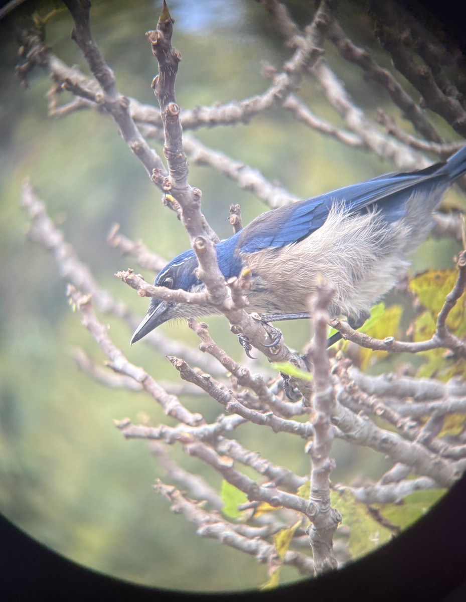 eikeskrike - ML645190916