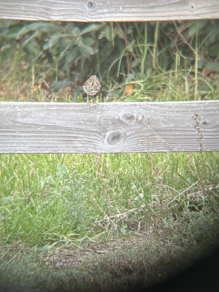 Hermit Thrush - ML645190922