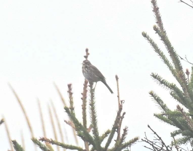 sangspurv - ML645190923