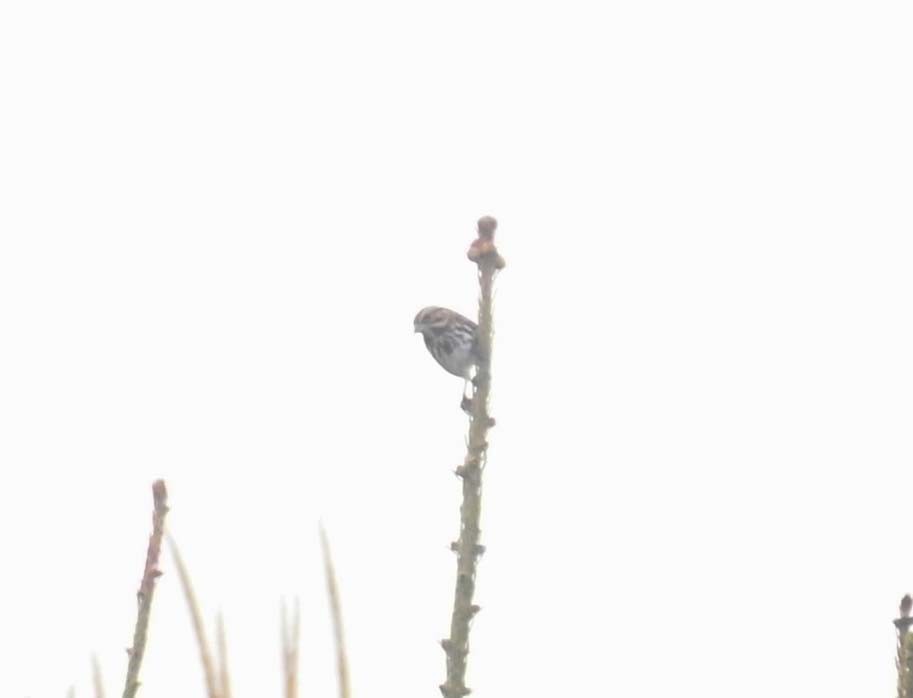 sangspurv - ML645190924