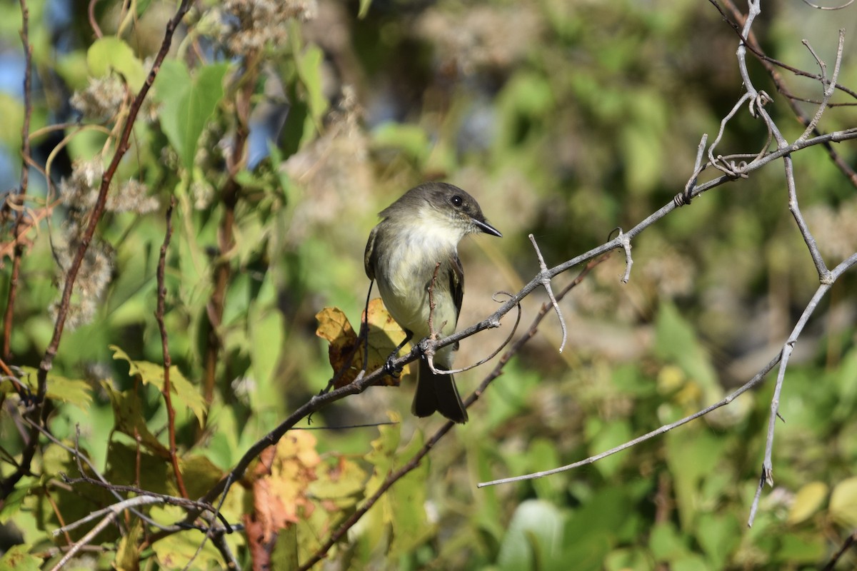 gråfibi - ML645190925