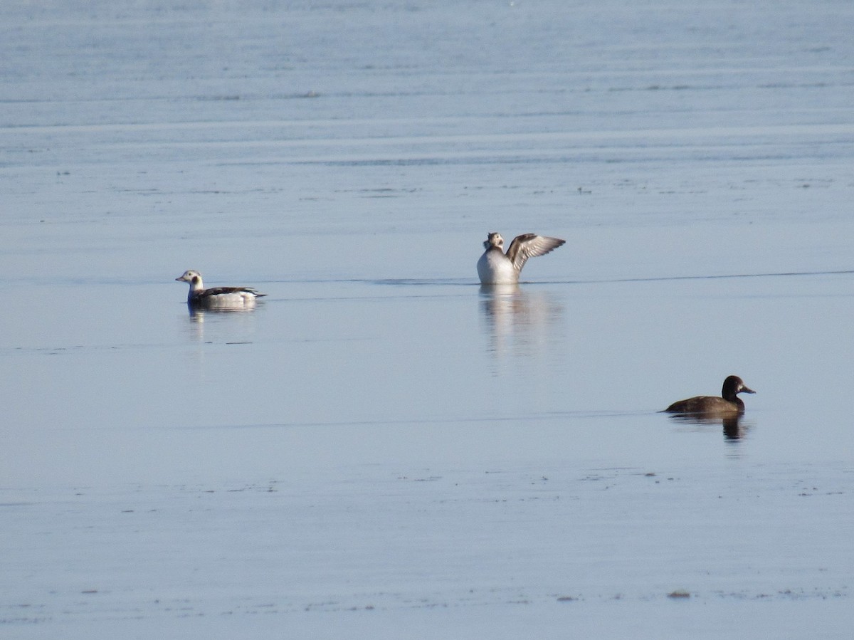 Long-tailed Duck - ML645190926