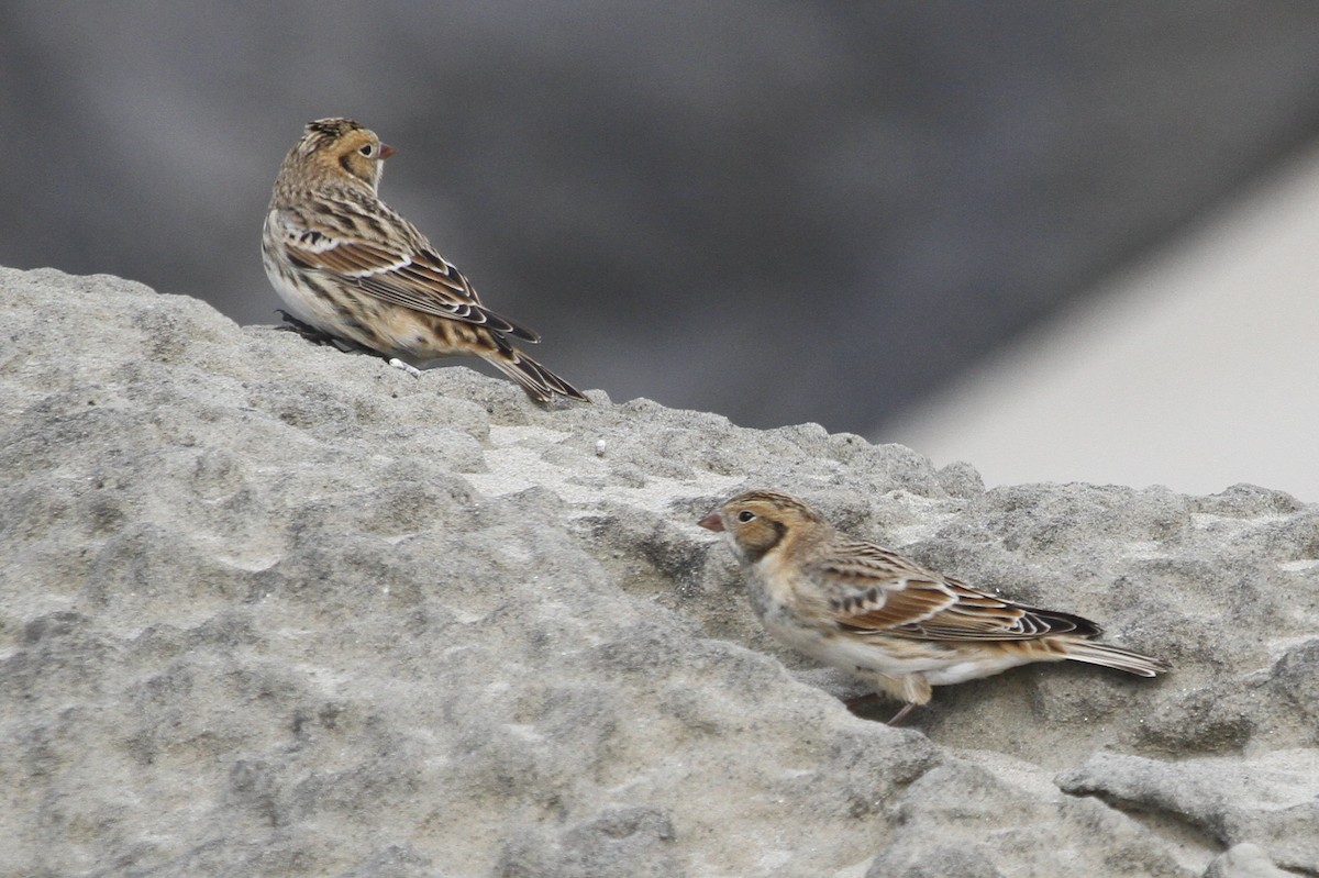 Подорожник лапландський - ML645190927