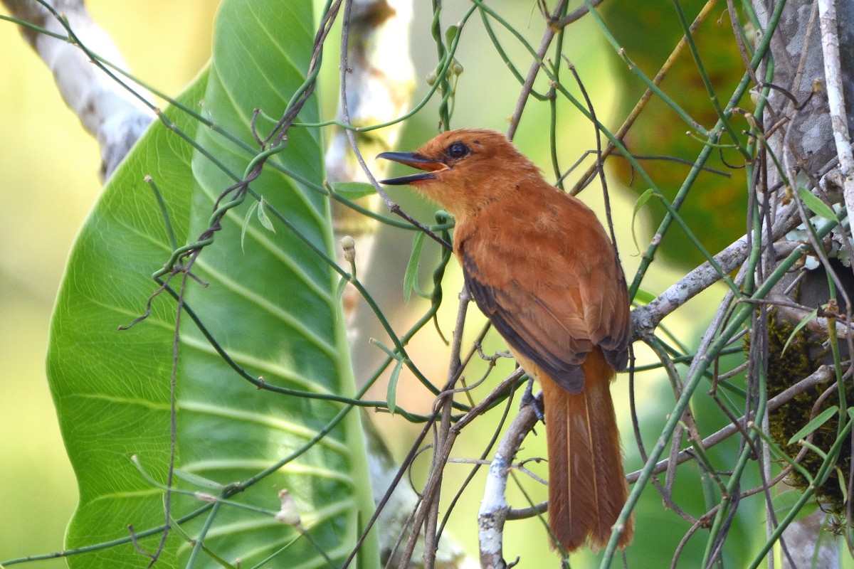 kanelattila - ML645190928