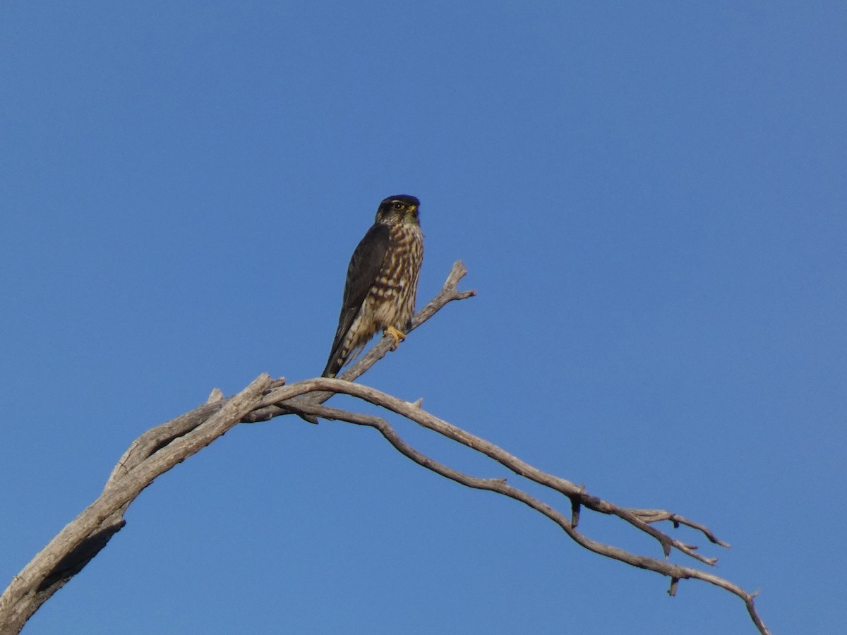 dvergfalk - ML645190929