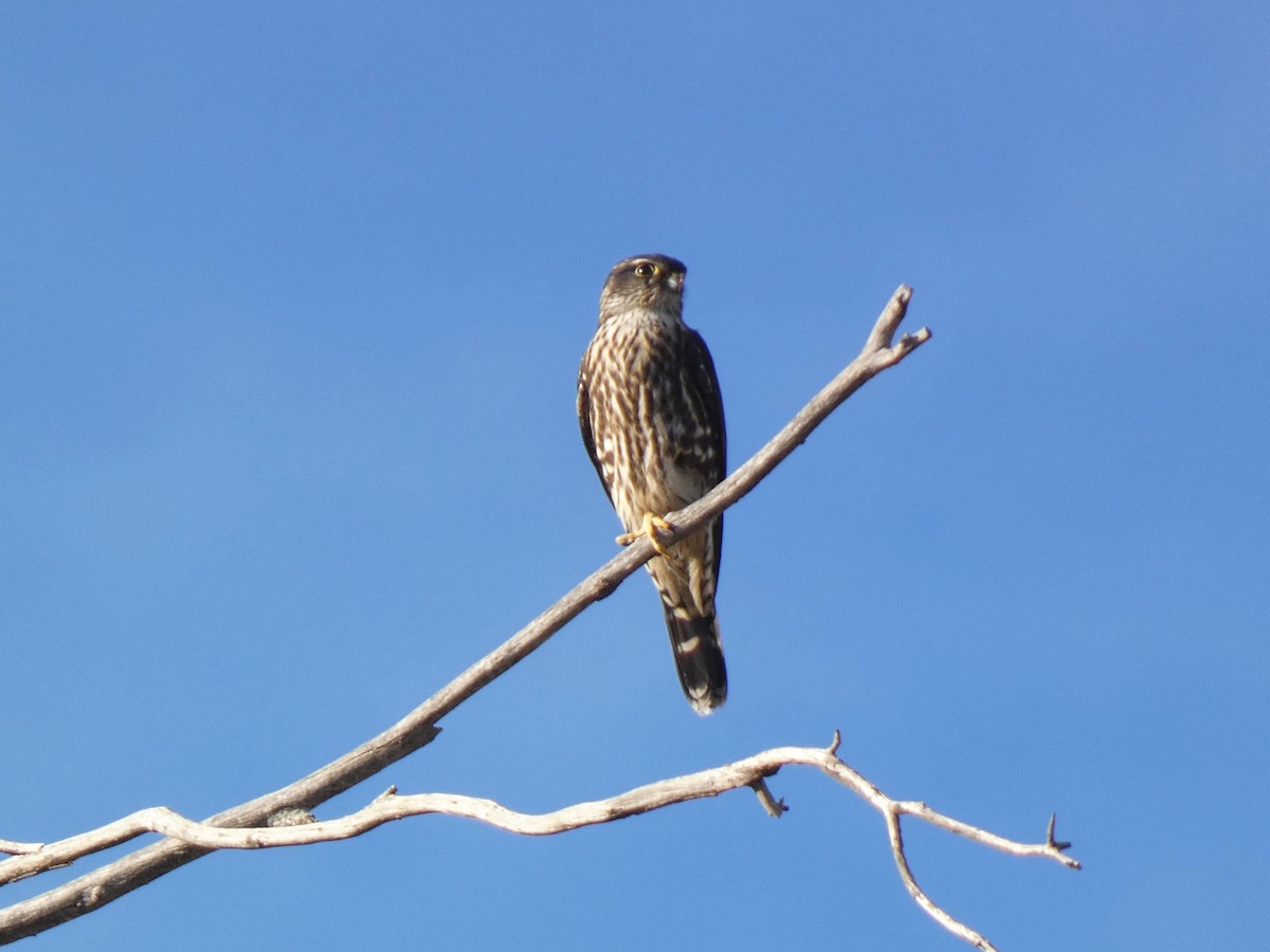 dvergfalk - ML645190930