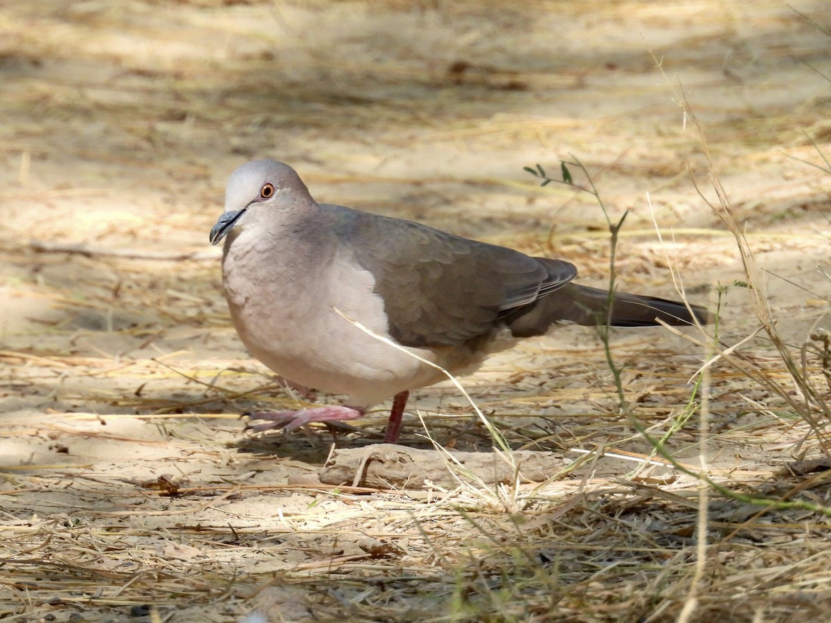 krattdue - ML645190931