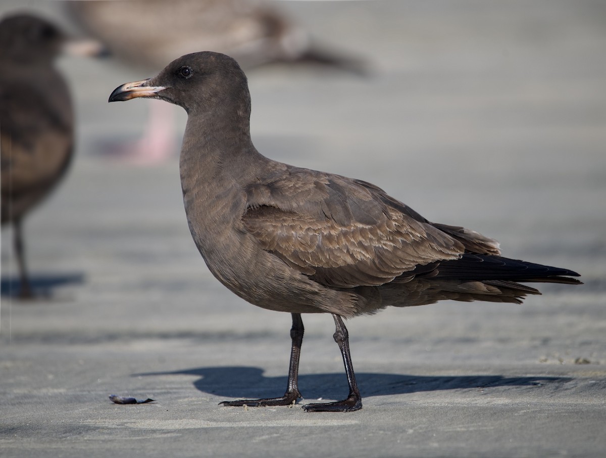 askemåke - ML645190932