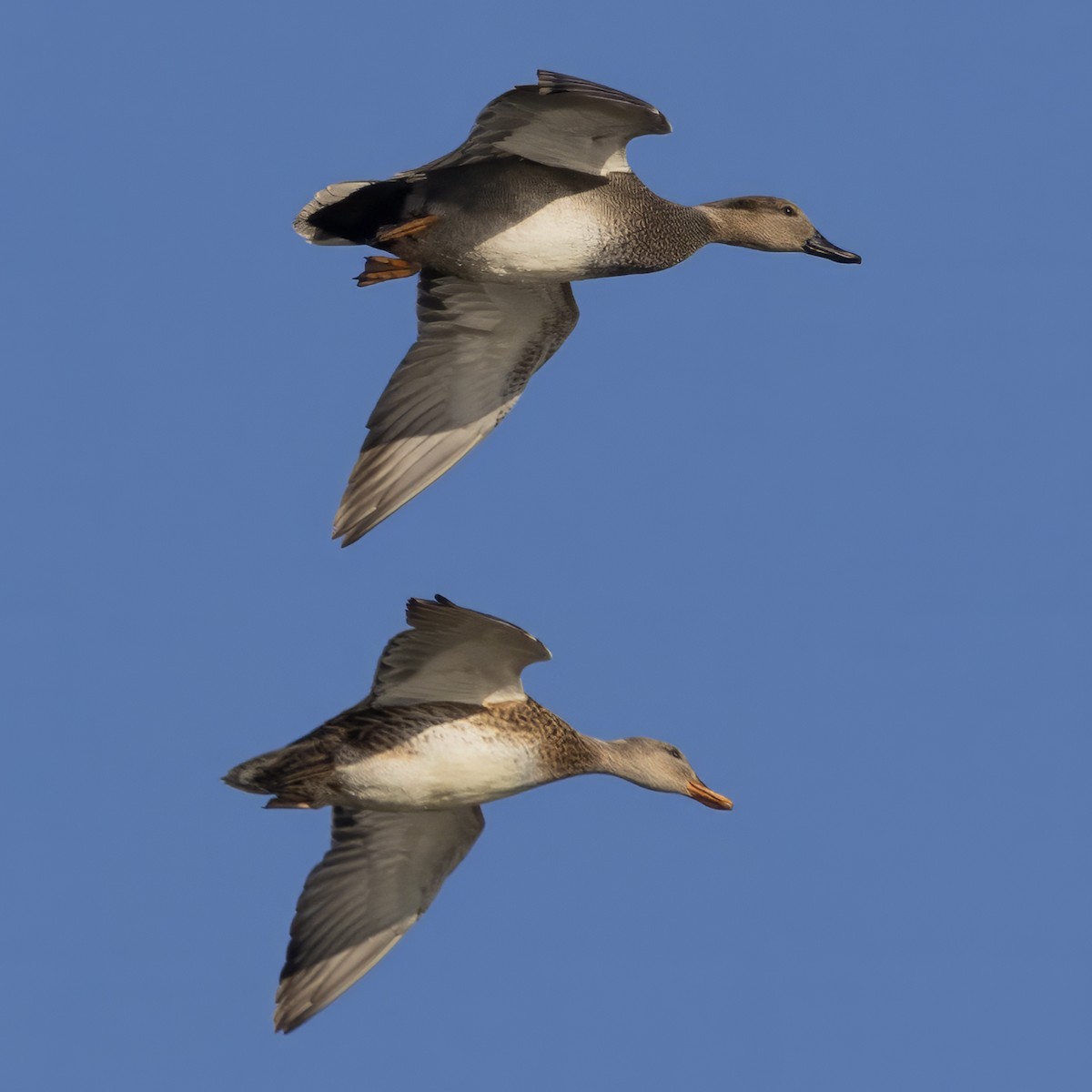 snadderand - ML645190933