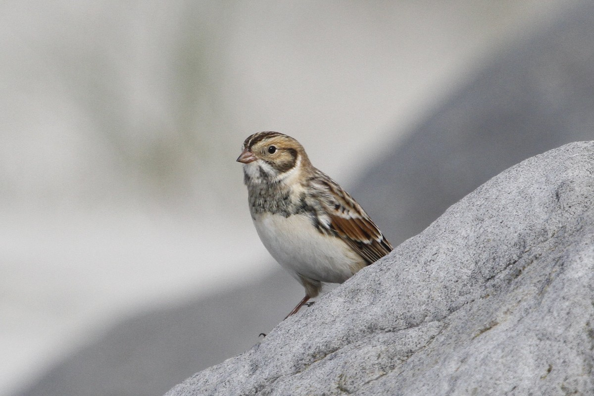 Подорожник лапландський - ML645190934