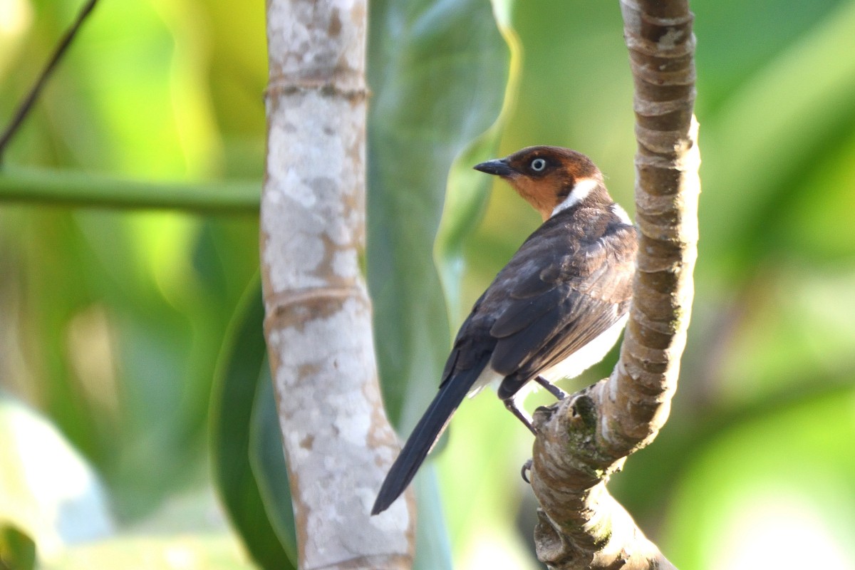 rødhettekardinal - ML645190935