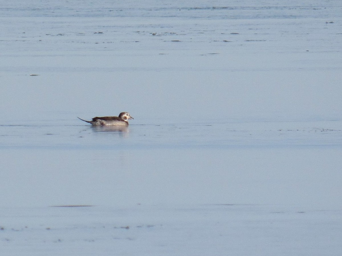 Long-tailed Duck - ML645190937