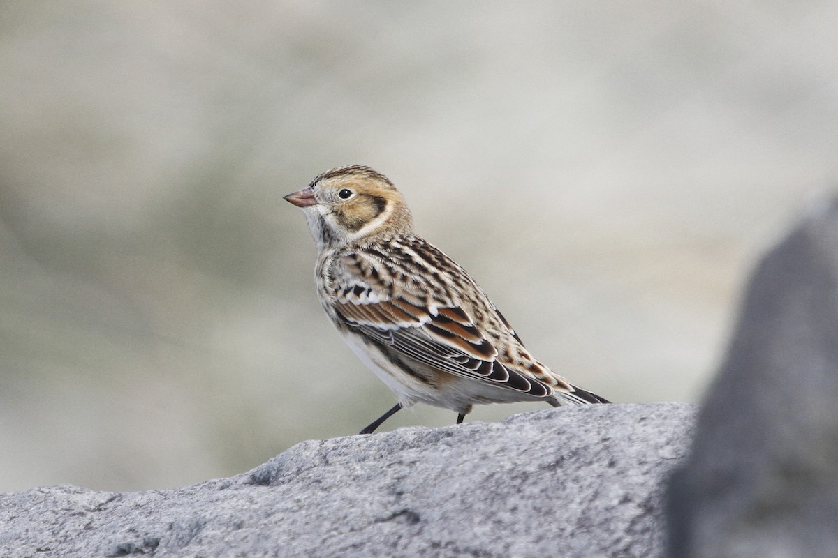 Подорожник лапландський - ML645190938