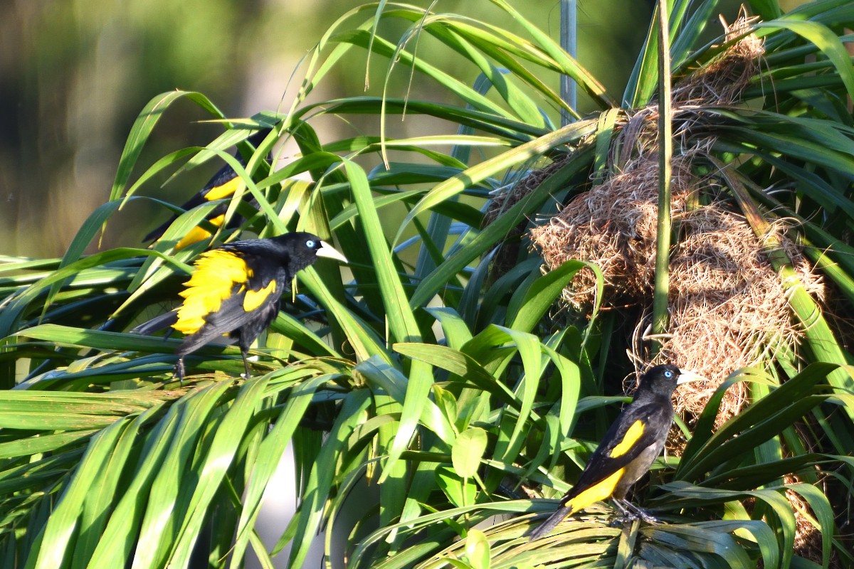 gulgumpkasik - ML645190942