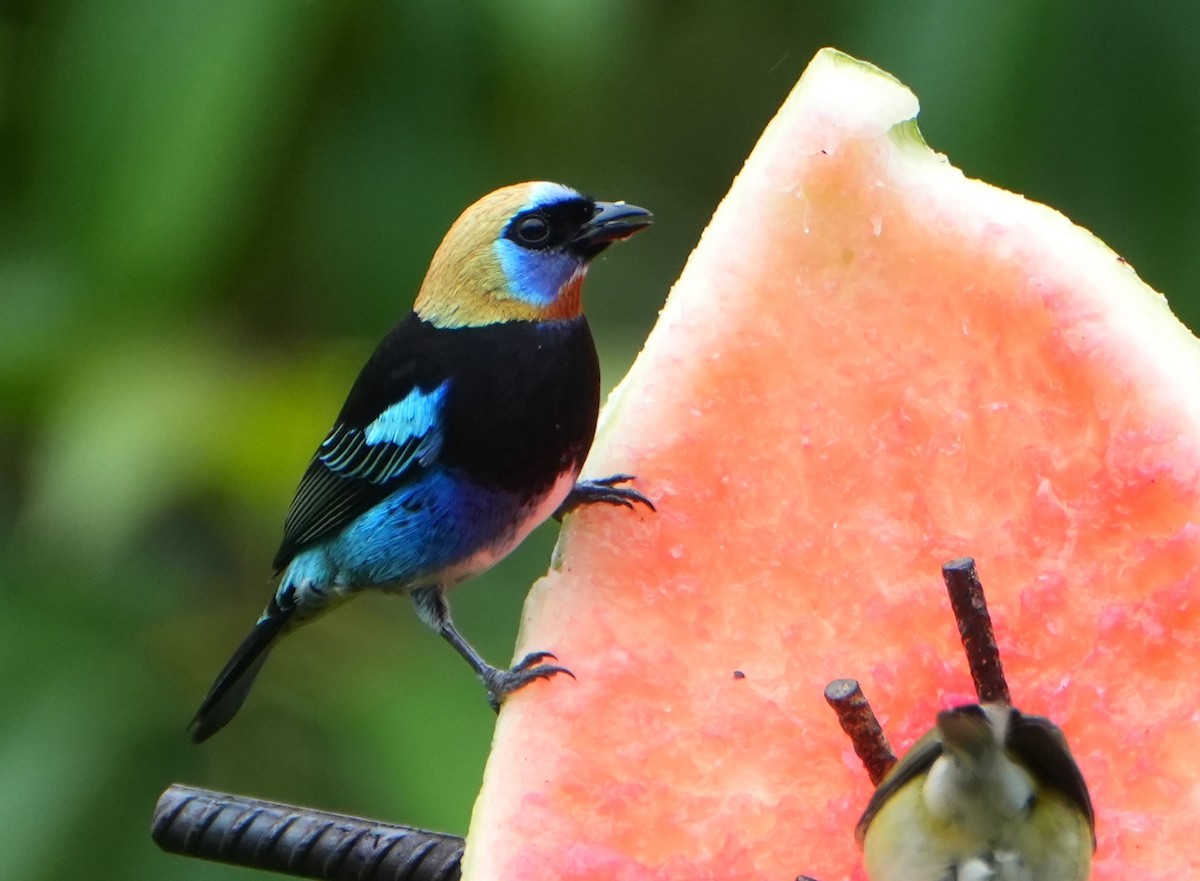 Golden-hooded Tanager - ML645190943