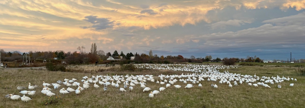 snøgås - ML645190944