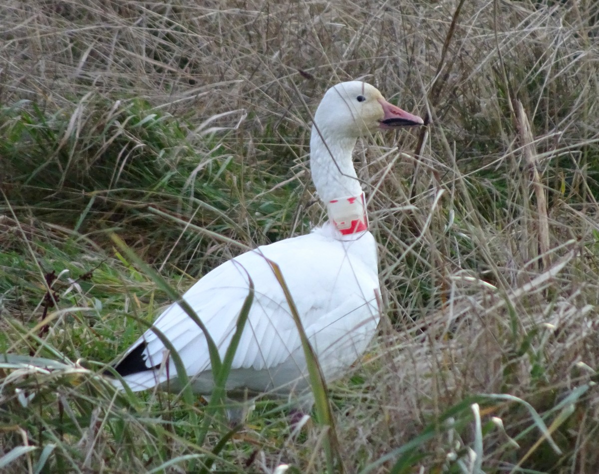 snøgås - ML645190945