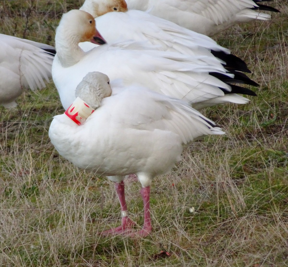 snøgås - ML645190946