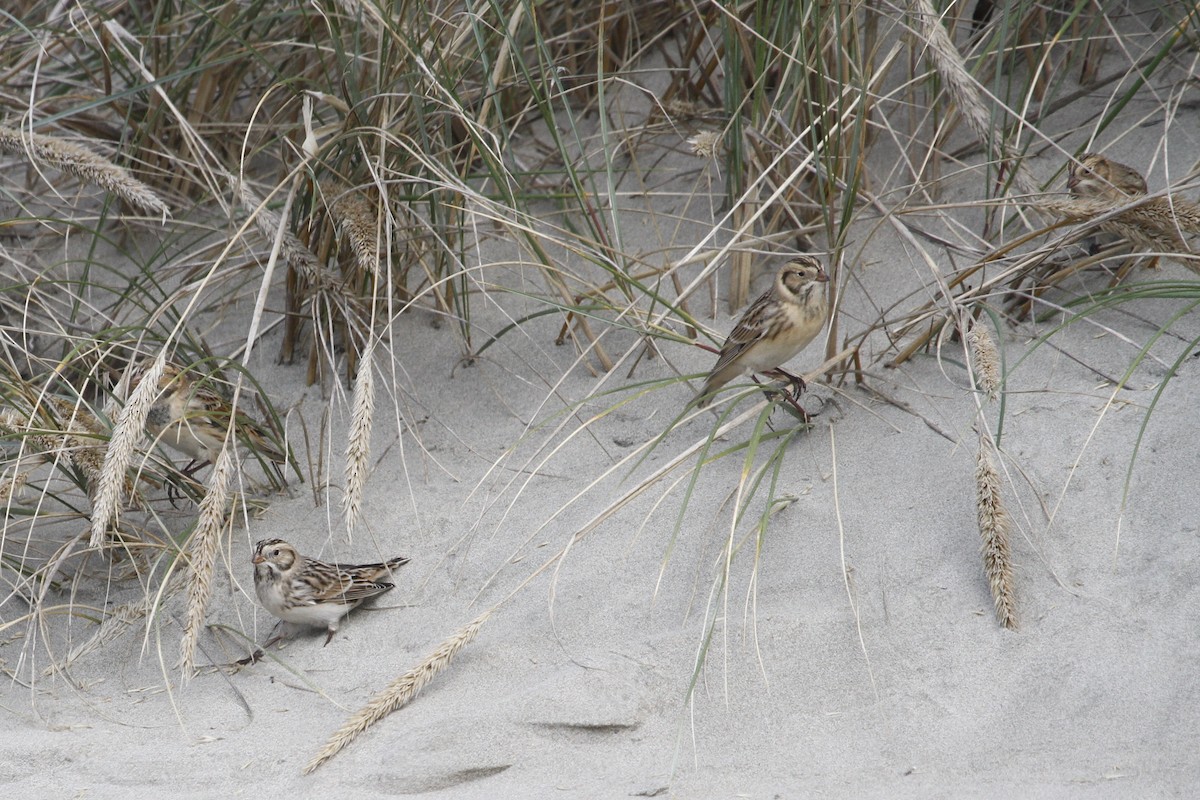 Подорожник лапландський - ML645190947