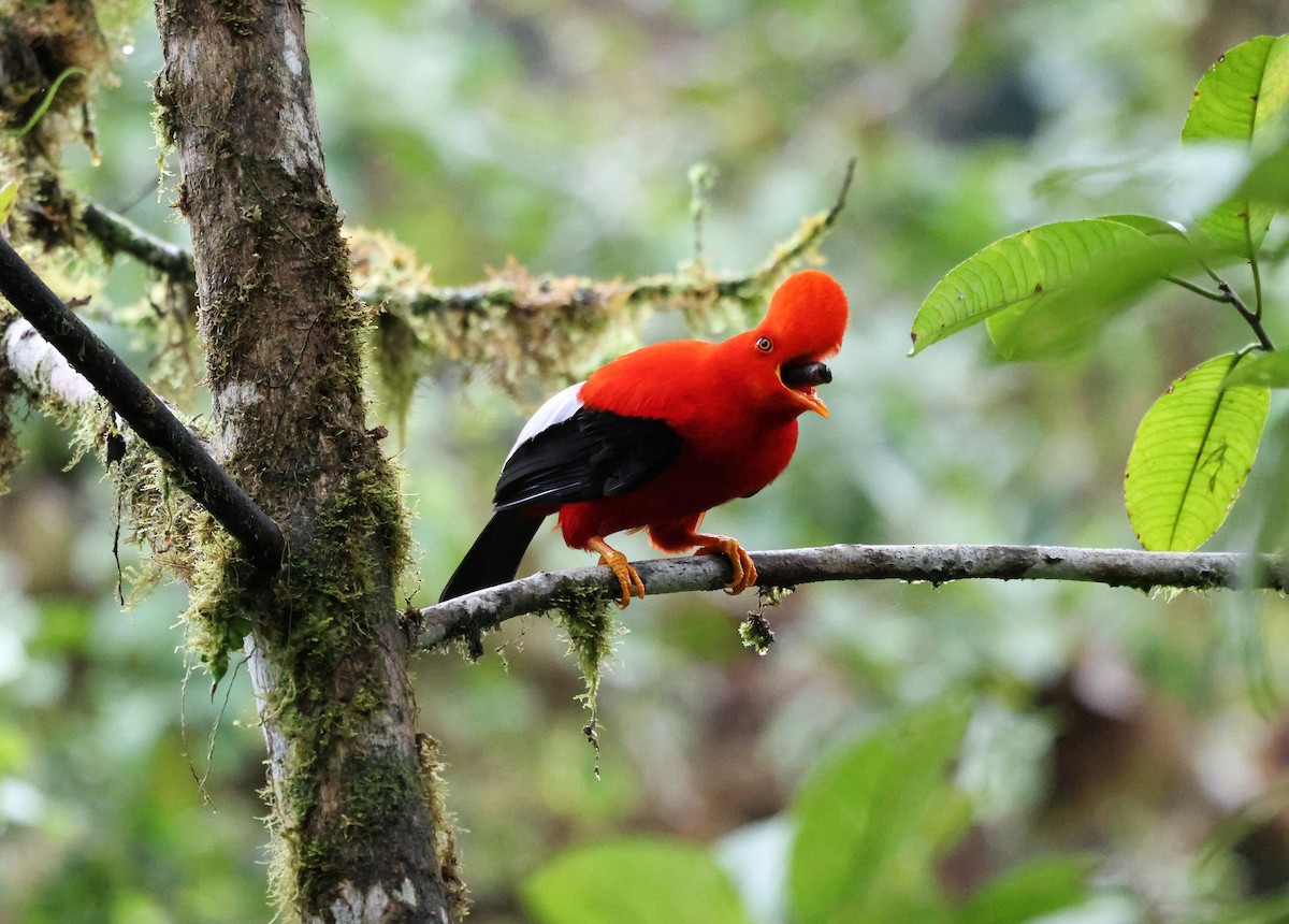 andesklippehane - ML645190948