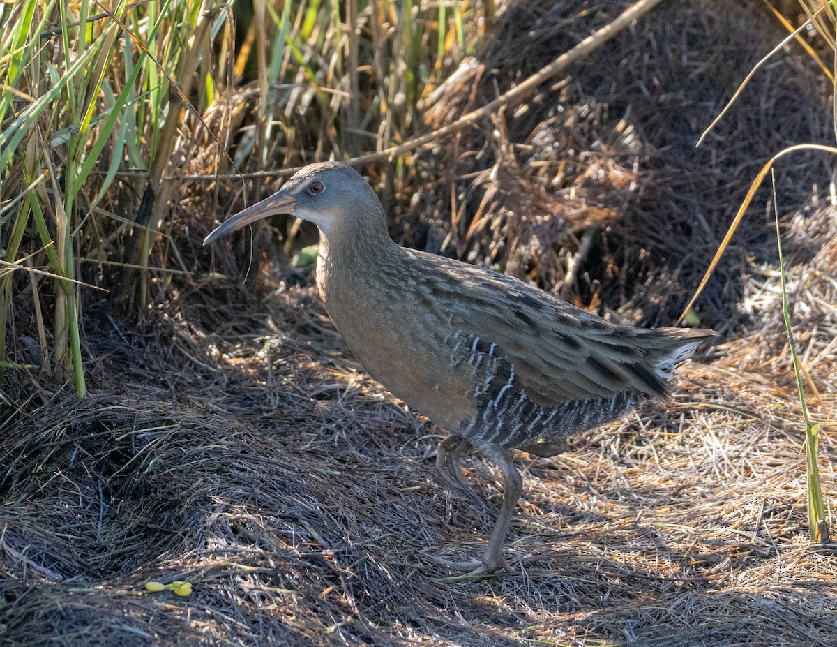 Clapper Rail - ML645190953