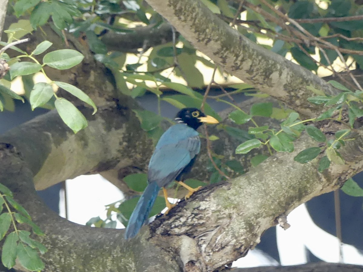 yucatánskrike - ML645190955