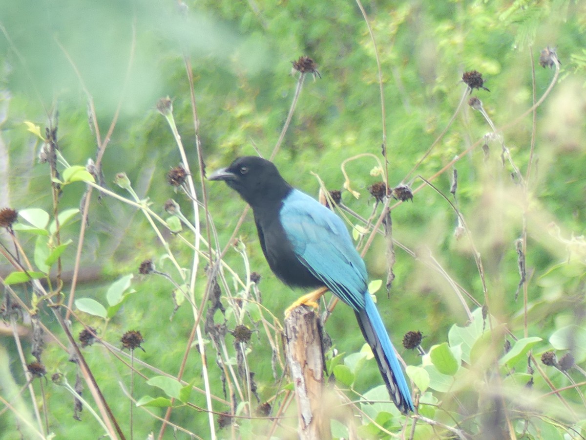 yucatánskrike - ML645190956