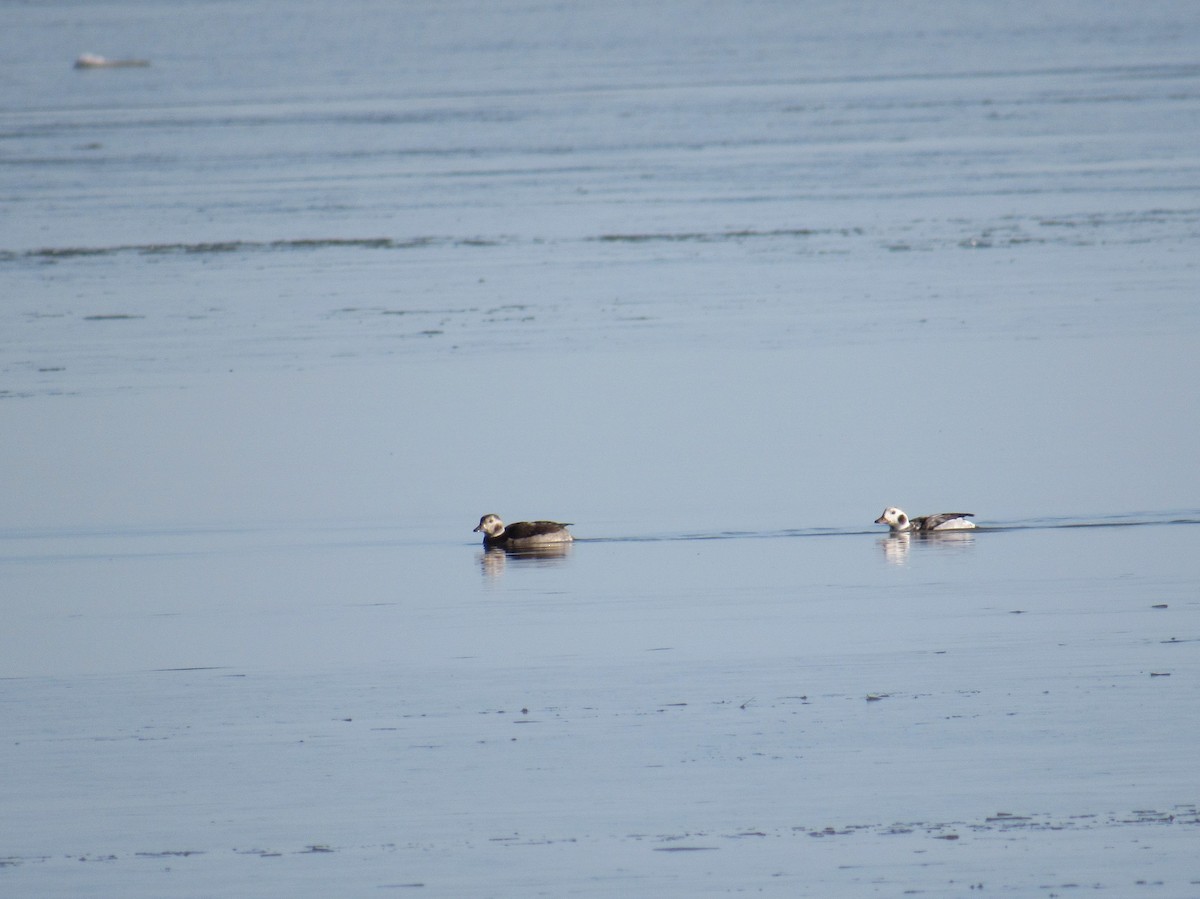Long-tailed Duck - ML645190957