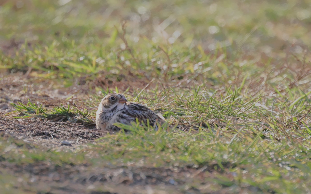 Подорожник лапландський - ML645190966