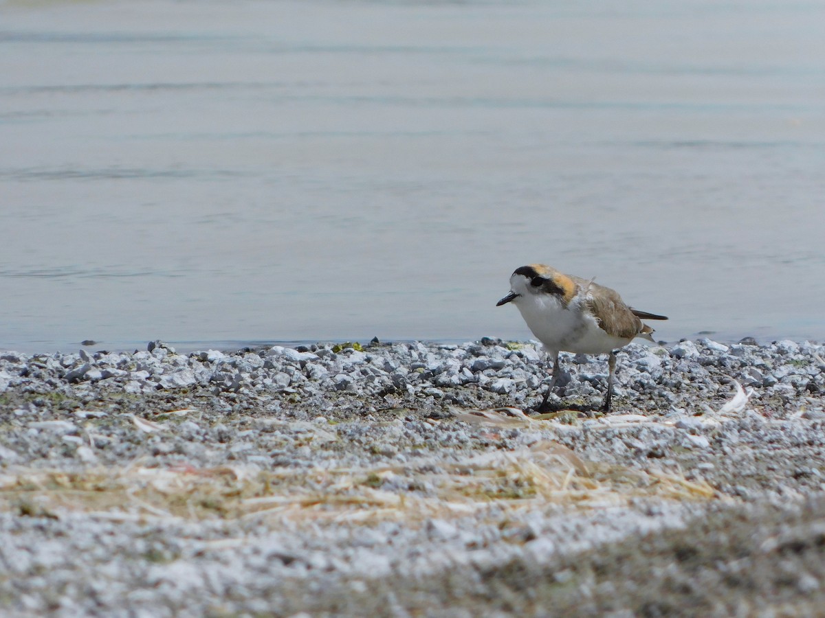 Пісочник степовий - ML645190968