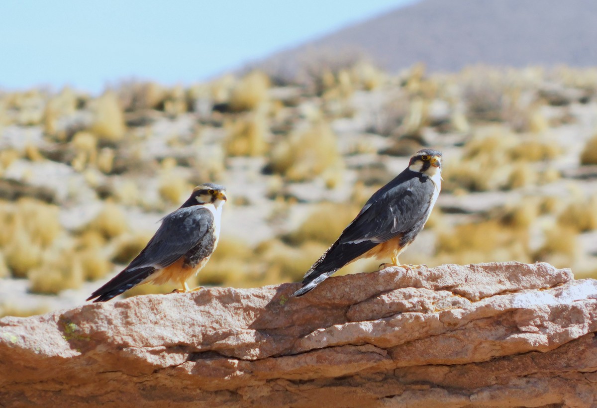 Aplomado Falcon - ML645190975