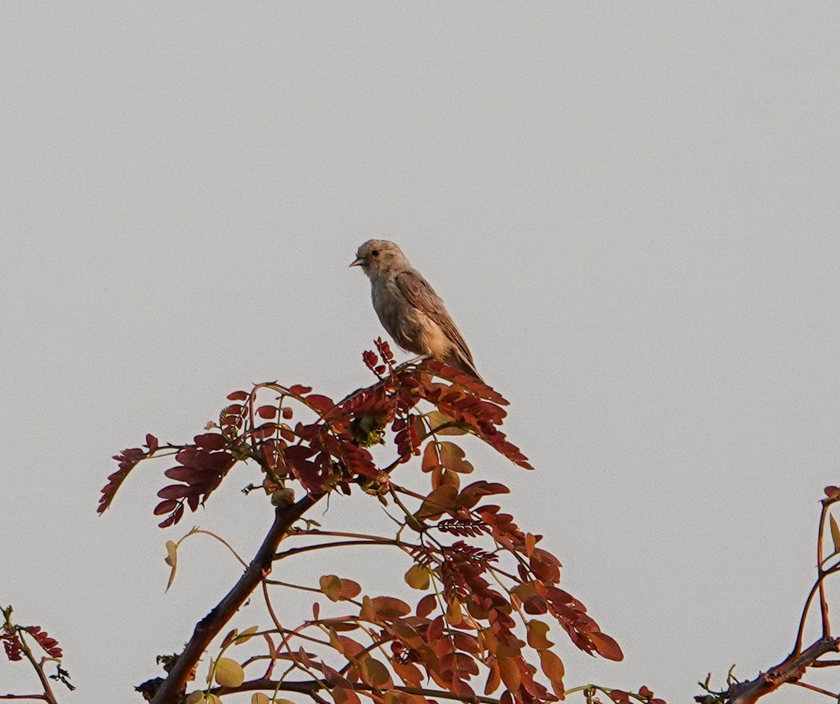 moudivláček africký - ML645190979