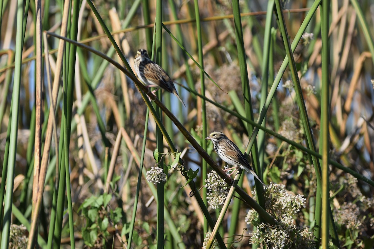 Пасовник савановий - ML645190983