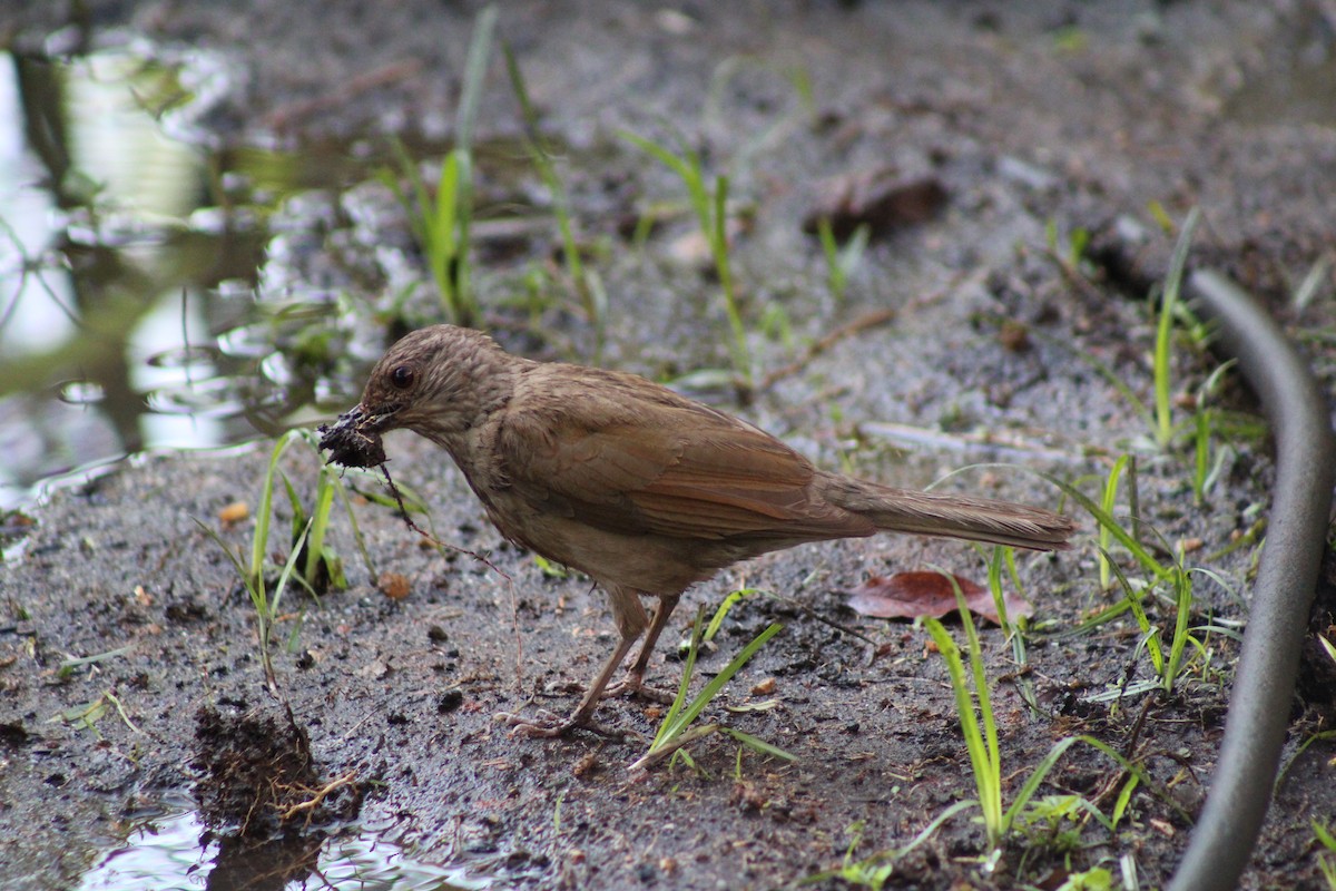 Pale-breasted Thrush - ML645190989