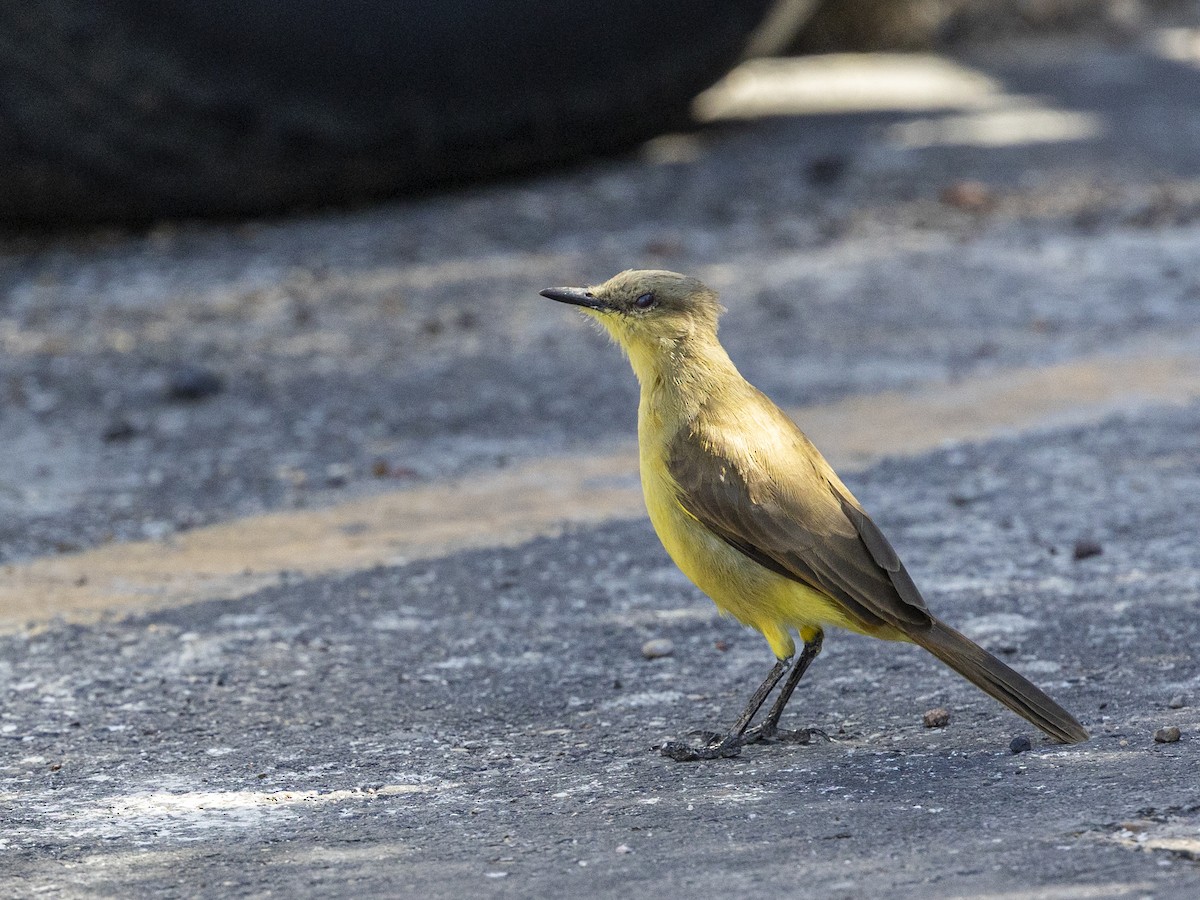 Cattle Tyrant - ML645190997