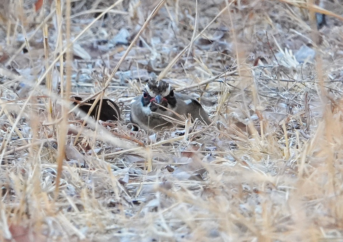 Bronze-winged Courser - ML645190998