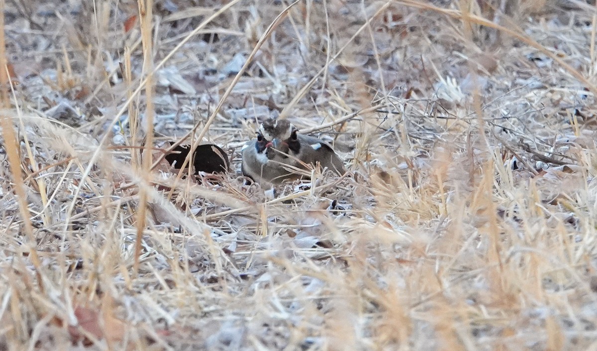 Bronze-winged Courser - ML645190999
