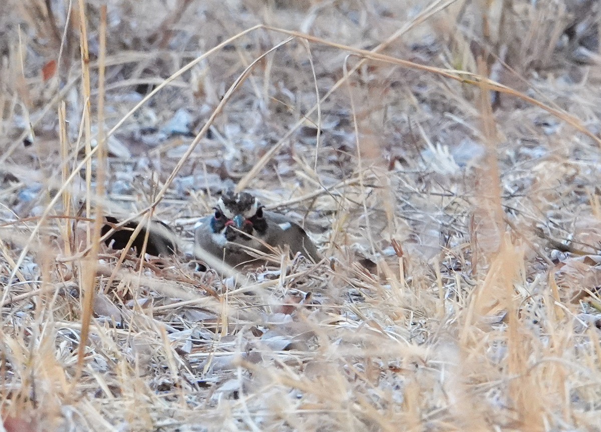 Bronze-winged Courser - ML645191000