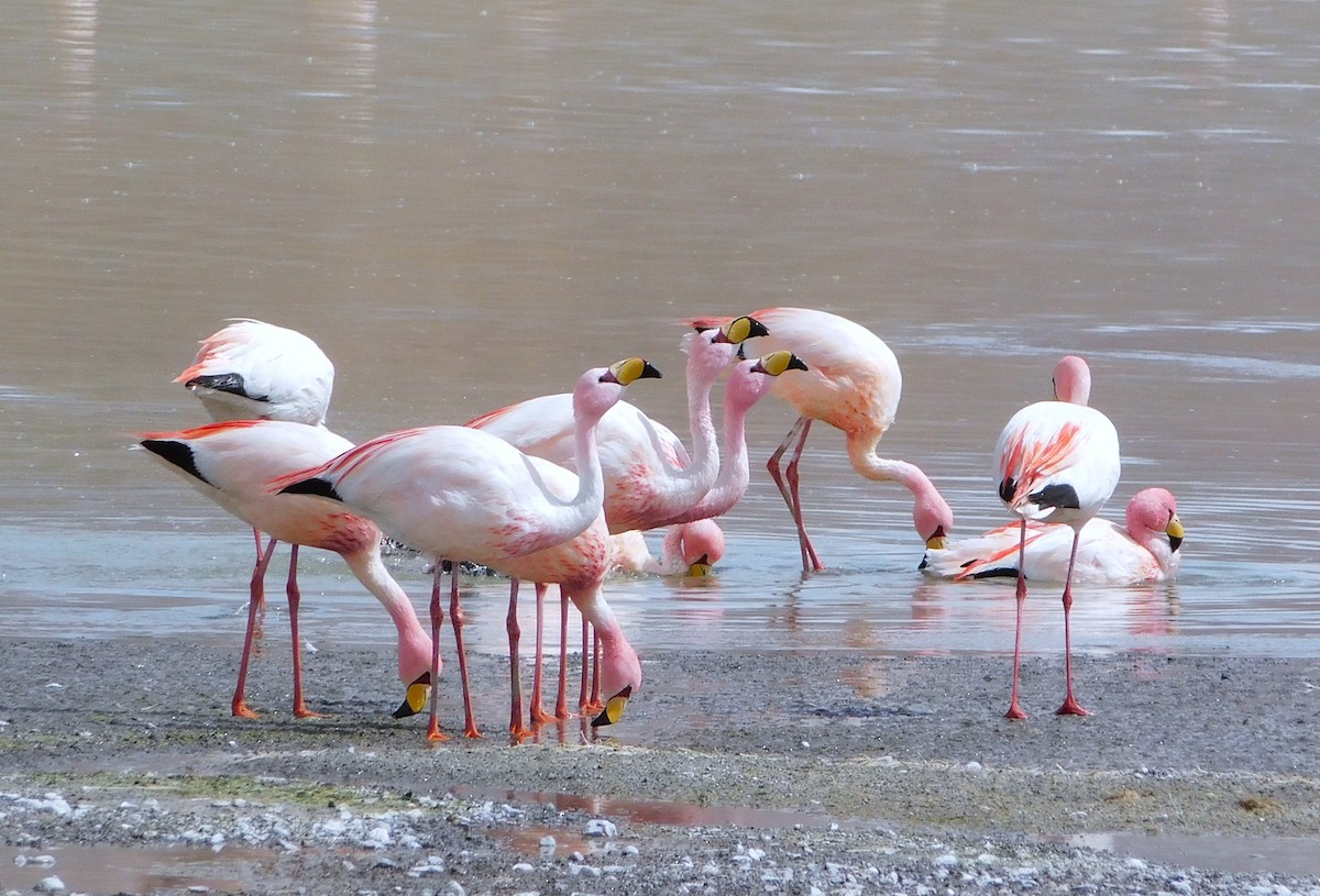 James's Flamingo - ML645191007