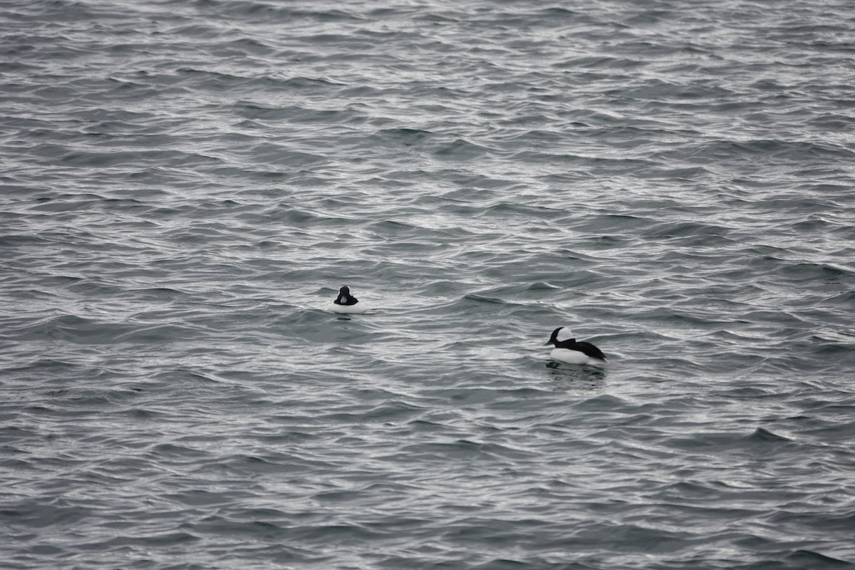 Bufflehead - ML645191008