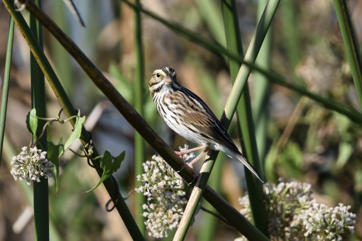 Пасовник савановий - ML645191016