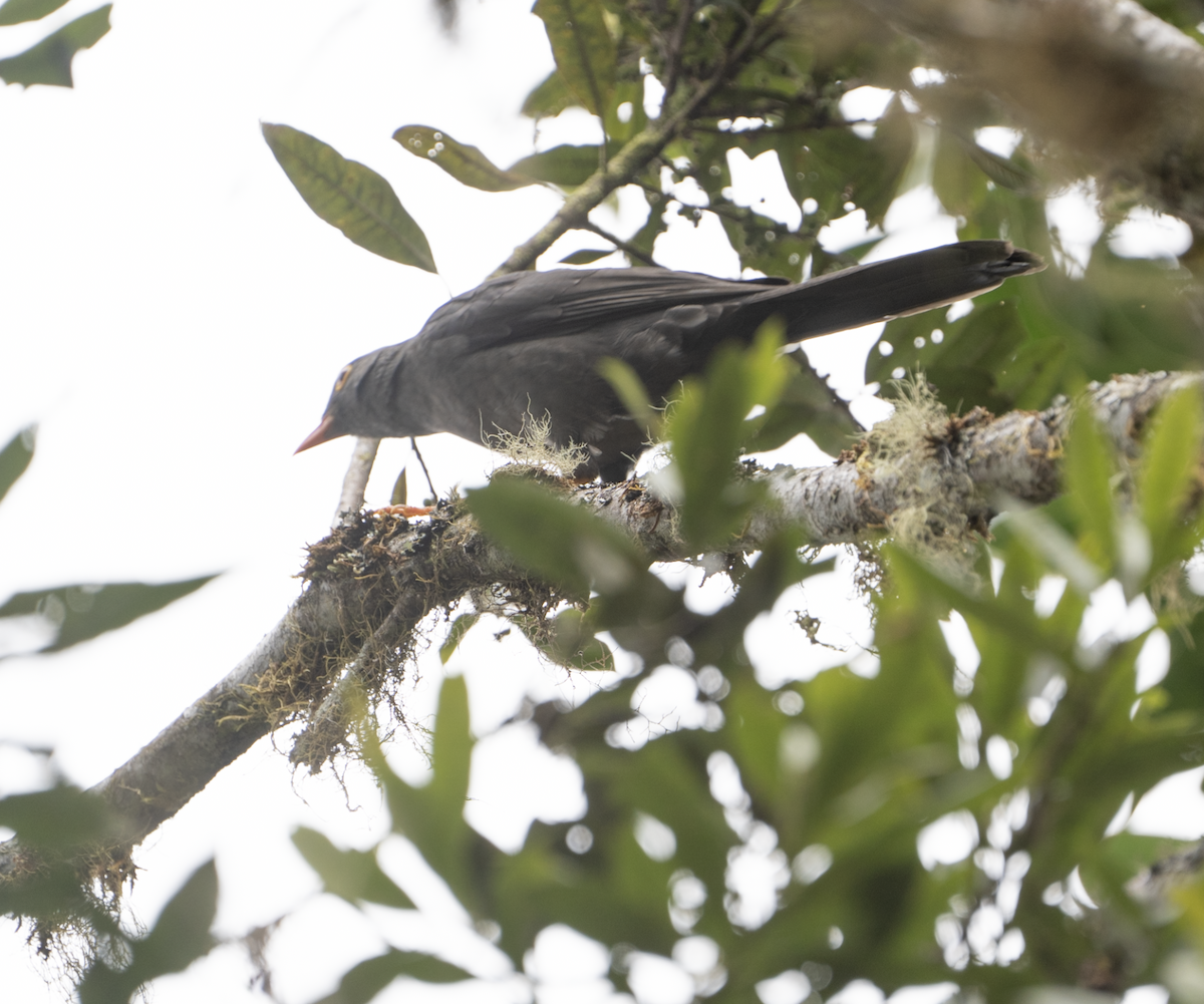 Great Thrush - ML645191022