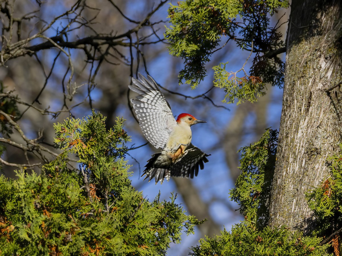 Carpintero de Carolina - ML645191027