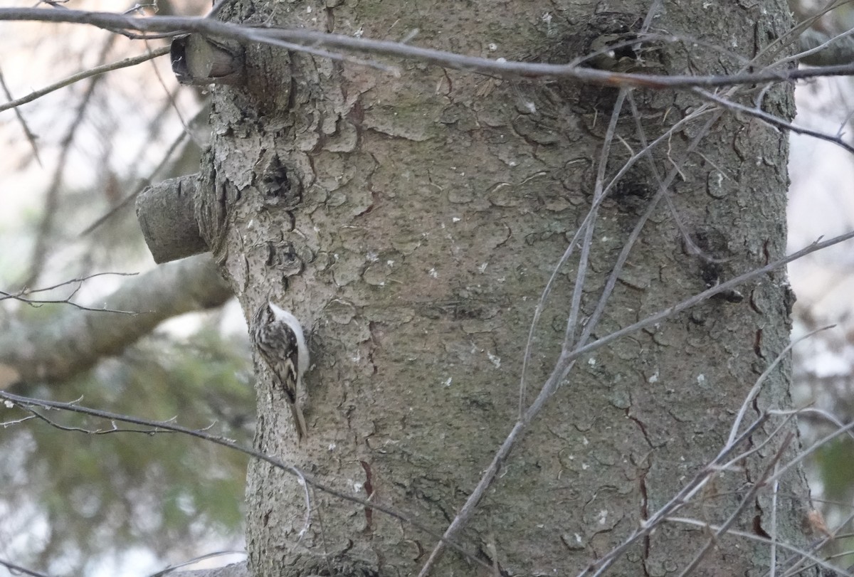 šoupálek americký - ML645191060