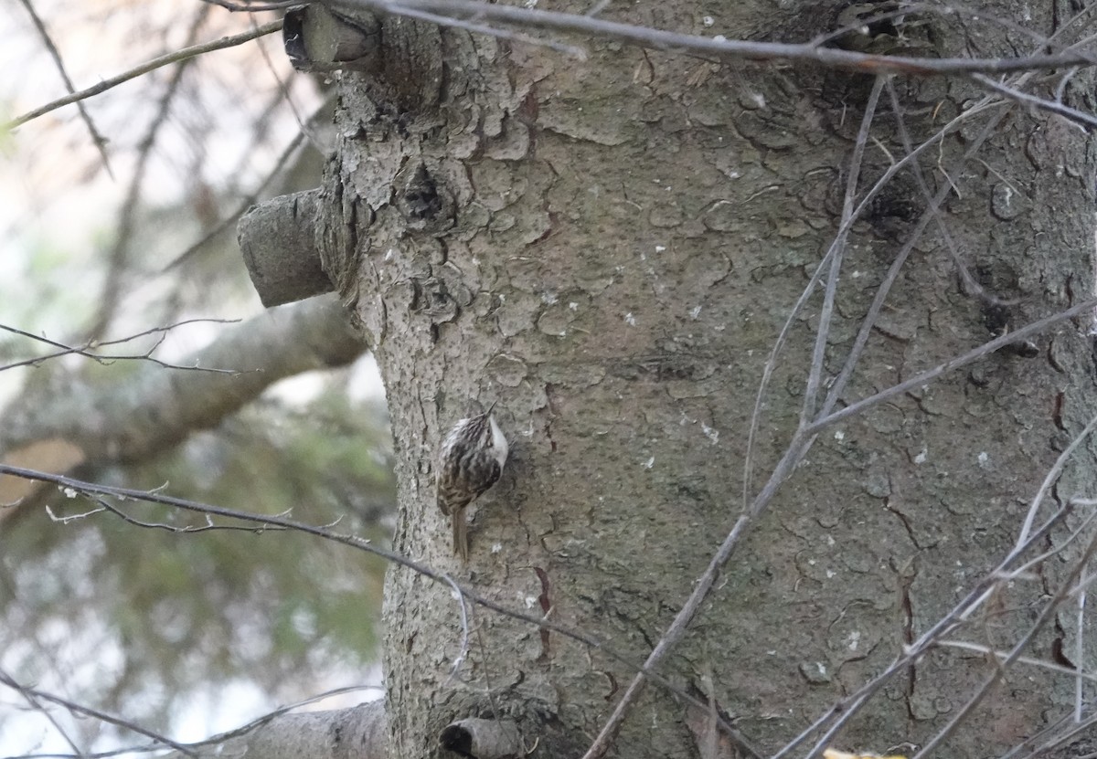 šoupálek americký - ML645191061