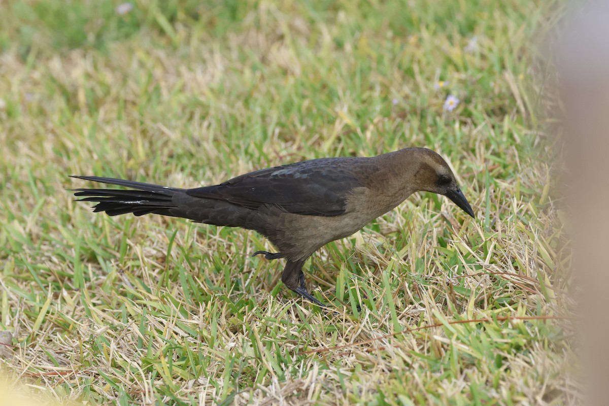 Great-tailed Grackle - ML645191066