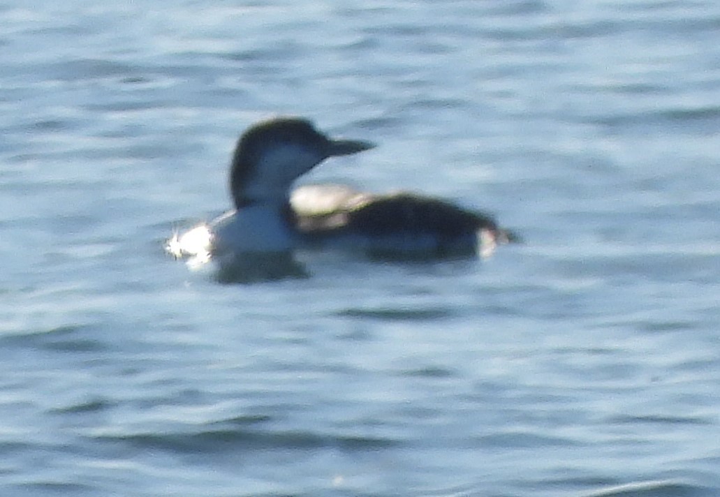 Common Loon - ML645191068