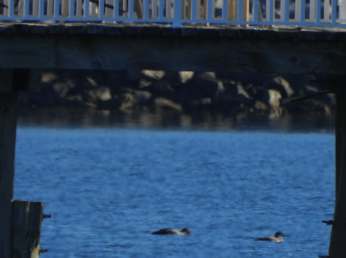 Common Loon - ML645191069