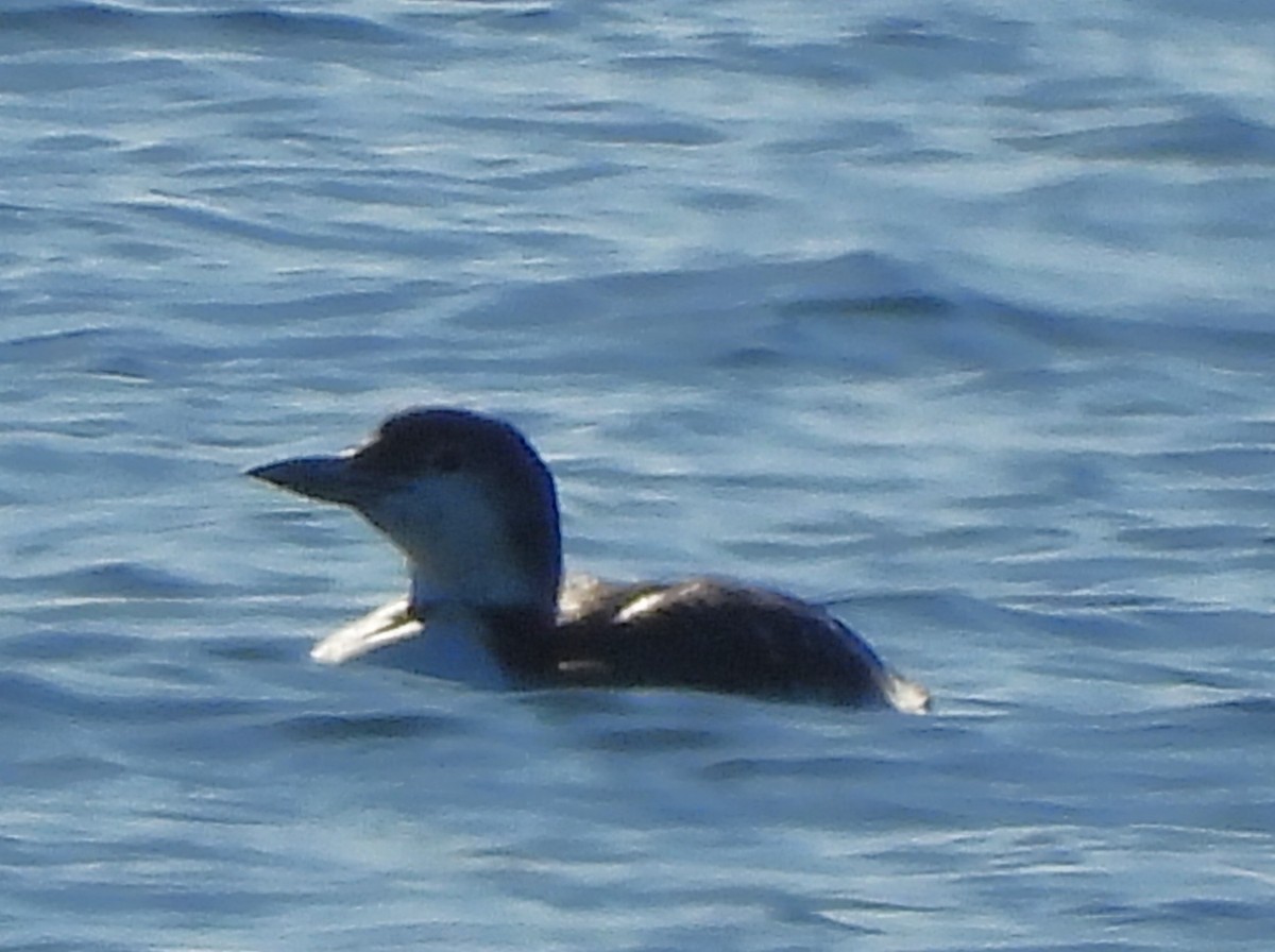 Common Loon - ML645191070