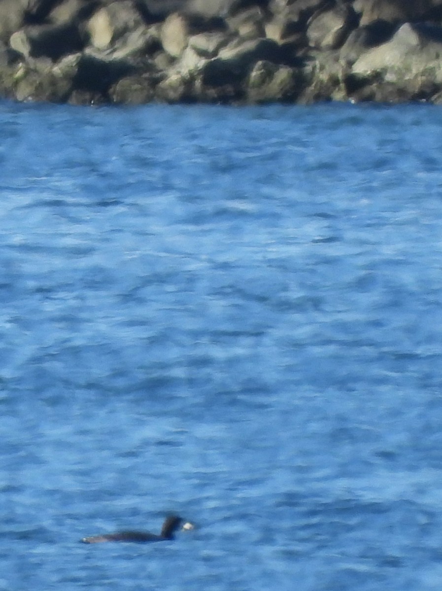 Common Loon - ML645191071